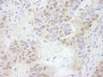 Detection of mouse ERF by immunohistochemistry.