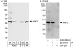 Detection of human and mouse RNF2 by western blot (h&amp;m) and immunoprecipitation (h).