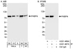 Detection of human and mouse PABP4 by western blot (h&amp;m) and immunoprecipitation (h).