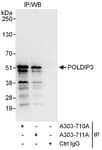 Detection of human POLDIP3 by western blot of immunoprecipitates.