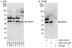 Detection of human UBXN1 by western blot and immunoprecipitation.