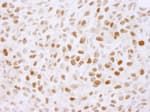 Detection of mouse PLRG1 by immunohistochemistry.
