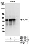 Detection of human UCH37 by western blot of immunoprecipitates.
