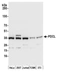 Detection of human and mouse PDCL by western blot.