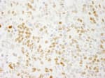 Detection of mouse QKI by immunohistochemistry.