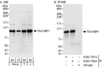 Detection of human TAX1BP1 by western blot and immunoprecipitation.