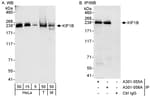Detection of human and mouse KIF1B by western blot (h&amp;m) and immunoprecipitation (h).