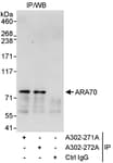 Detection of human ARA70 by western blot of immunoprecipitates.