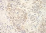 Detection of mouse NCBP2 by immunohistochemistry.