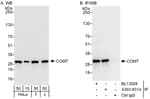 Detection of human COMT by western blot and immunoprecipitation.