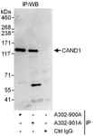 Detection of human CAND1 by western blot of immunoprecipitates.