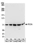 Detection of human and mouse PCCA by western blot.