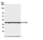 Detection of human PCNA by western blot with Affinity Purified Goat anti-Mouse IgG-Fc Fragment Cross-Adsorbed Antibody.