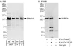 Detection of human SNM1A by western blot and immunoprecipitation.