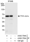 Detection of human GTF2E1/TFIIE-alpha by western blot of immunoprecipitates.