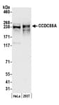Detection of human CCDC88A by western blot.