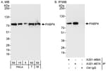 Detection of human and mouse PABP4 by western blot (h&amp;m) and immunoprecipitation (h).