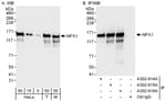 Detection of human and mouse NFX1 by western blot (h&amp;m) and immunoprecipitation (h).