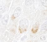Detection of mouse GBF1 by immunohistochemistry.