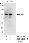 Detection of human c-Rel by western blot of immunoprecipitates.