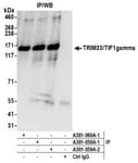 Detection of human TRIM33/TIF1gamma by western blot of immunoprecipitates.