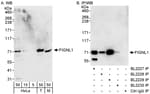 Detection of human and mouse FIGNL1 by western blot (h&amp;m) and immunoprecipitation (h).