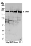 Detection of human and mouse INT1 by western blot.
