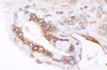 Detection of mouse ABCB9 by immunohistochemistry.