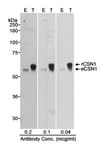 Detection of human CSN1 by western blot.