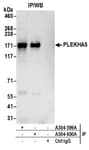 Detection of human PLEKHA5 by western blot of immunoprecipitates.