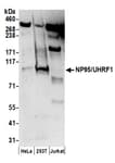 Detection of human NP95/UHRF1 by western blot.