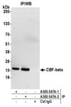 Detection of human CBF-beta by western blot of immunoprecipitates.