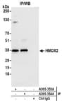 Detection of human HMOX2 by western blot of immunoprecipitates.