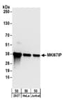 Detection of human MKI67IP by western blot.