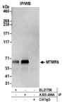 Detection of human MTMR6 by western blot of immunoprecipitates.