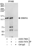 Detection of human SNM1A by western blot of immunoprecipitates.