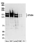 Detection of human and mouse OTUD4 by western blot.
