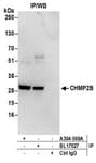 Detection of human CHMP2B by western blot of immunoprecipitates.