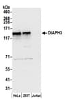 Detection of human DIAPH3 by western blot.