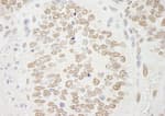 Detection of mouse PRMT6 by immunohistochemistry.