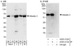 Detection of human and mouse Atlastin-3 by western blot (h and m) and immunoprecipitation (h).