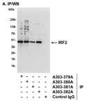 Detection of human IRF2 by western blot of immunoprecipitates.