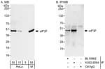 Detection of human and mouse eIF3F by western blot (h&amp;m) and immunoprecipitation (h).