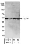 Detection of human TSG101 by western blot.