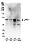 Detection of human LARP4 by western blot.