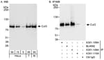 Detection of human and mouse Cul3 by western blot (h&amp;m) and immunoprecipitation (h).