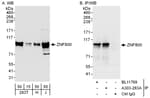 Detection of human ZNF800 by western blot and immunoprecipitation.