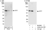 Detection of human ATF7 by western blot and immunoprecipitation.