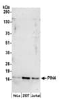 Detection of human PIN4 by western blot.