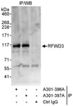 Detection of human RFWD3 by western blot of immunoprecipitates.